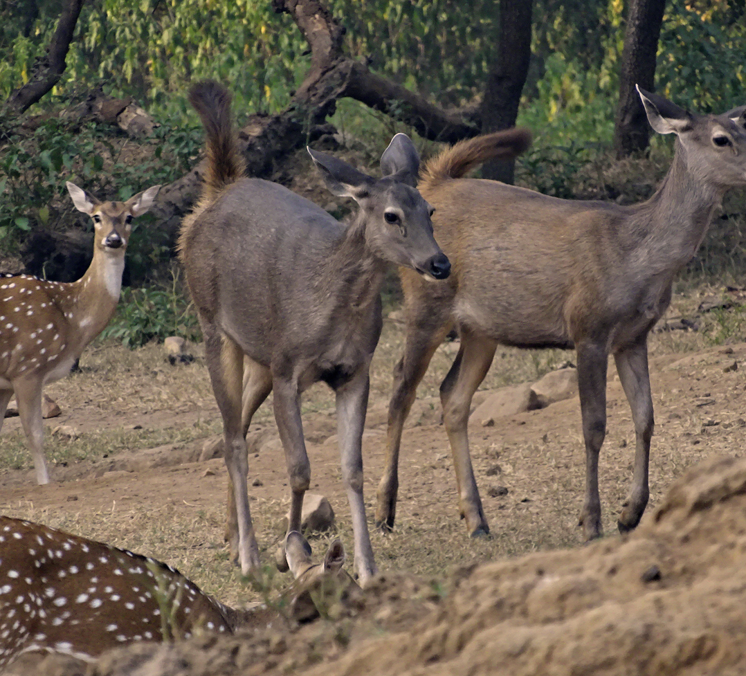 Keoladeo 3 Night 4 Days Tour Package